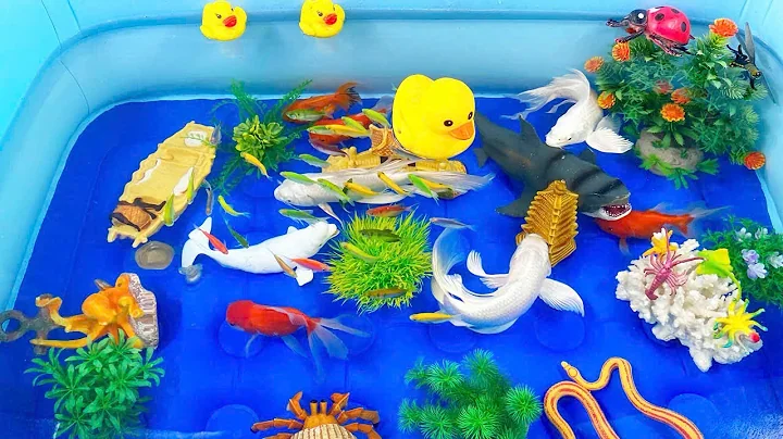 Let's explore what fish and sea creatures there are:sharks,jellyfish#goldfish#animals#viral videos