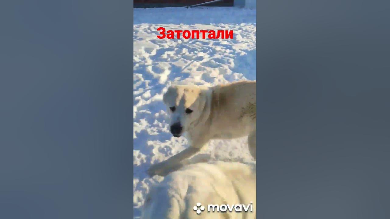 ОПАСНЕНЬКО - YouTube