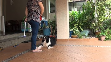 Unit 3 / Web Lesson 10 / Exercise 10.3 - Build a Chain Using Back-Chaining #18