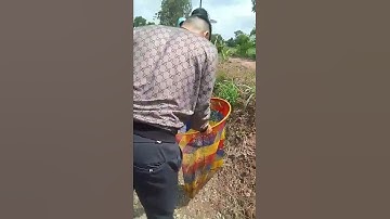 Cá lên! Cá lên! - Câu cá chép hồ dịch vụ.