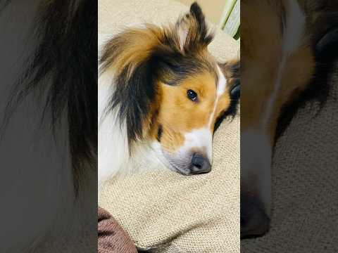 食後の挨拶ではありませんでした【会話ボタンでしゃべる犬】 #shorts #犬