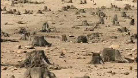 Carbon-Oxygen  Cycle Video