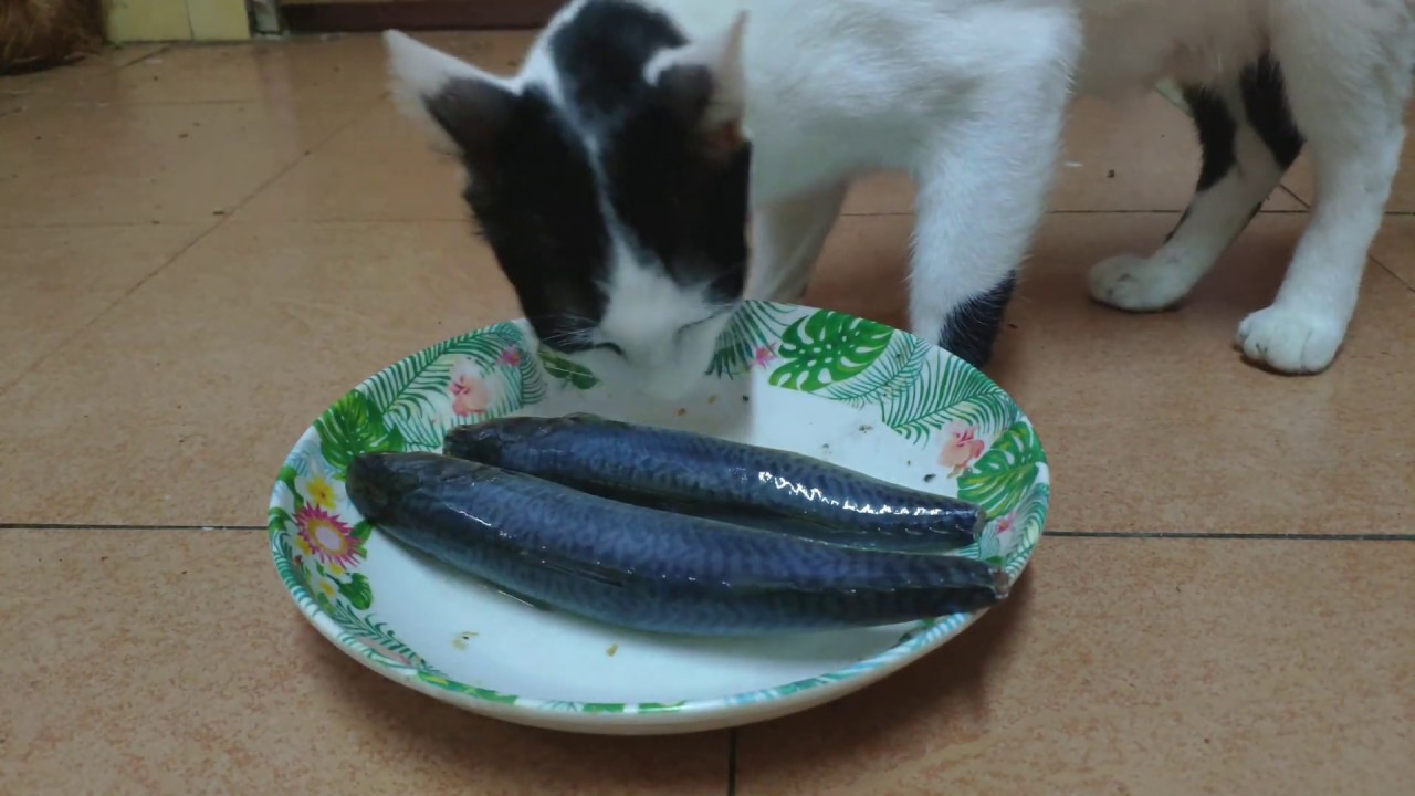 Cat Cat Eat Raw Sardines YouTube cat-cat-eat-raw-sardines-youtube
