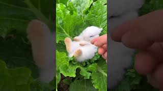 Uyanmak Istemeyen Küçük Tavşancık