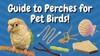 Guide to Perches for Pet Birds! | BirdNerdSophie