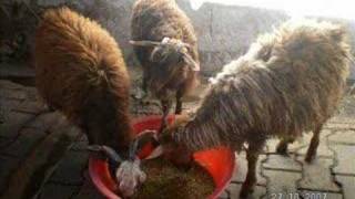 Artuklu Sempozyumu Ve Mardin Izlenimleri