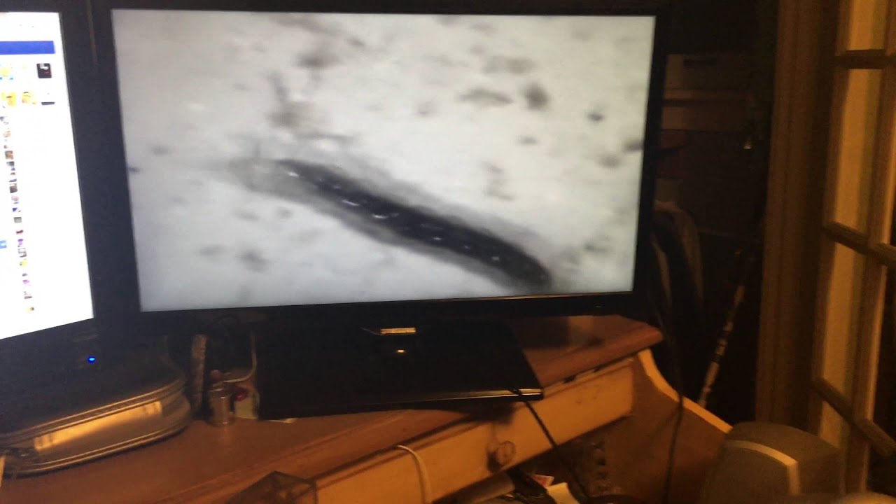 What is this worm found in bed sheet?! YouTube