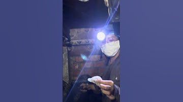 Harvesting the birdnest #animals  #swiftlethouse #birdsnest #birdshelter #nest #birdnest #birds