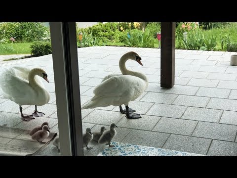 Video: Leidke Sõber Nime Järgi