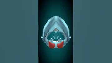 Why Does Your Voice Crack During Puberty? 🎤😅