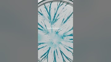 Living Microbes Build Geometric Crystals 🤯 | Frame-by-Frame Growth