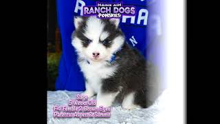 Sage the pomsky puppy grows by 8 weeks in one minute! by Maine Aim Ranch Dogs 46 views 5 months ago 52 seconds