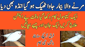Bimar java birds ko thek Karne ka tarika |How to Treat Sick and Lazzy Java Bird |بیمار جاوا کا علاج