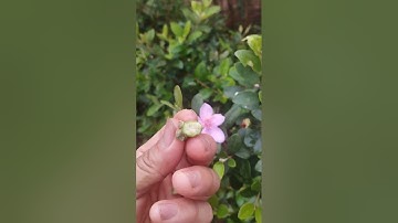 Chia sẻ của thật lòng của lão nông 10 năm trồng Cây sim rừng ( khiemsimfam)