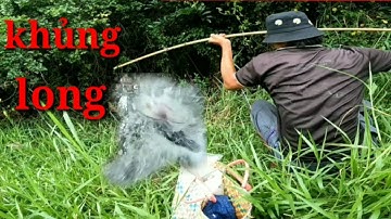 Câu cá lóc bằng vịt, câu cá điểm huyền thoại vẫn lên hàng ngon lành