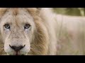 Operation Fang: The Lions | Lion Whisperer Membership