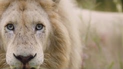 Operation Fang: The Lions | Lion Whisperer Membership