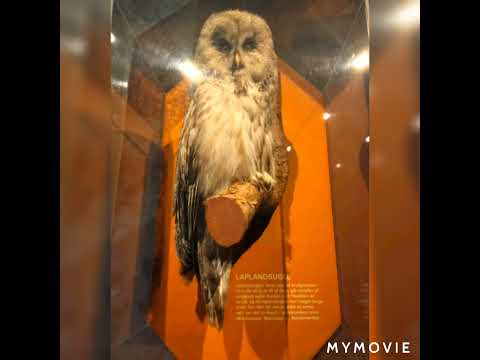 zoologisk museum