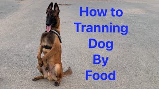 How to training malinois Belgian dog by food