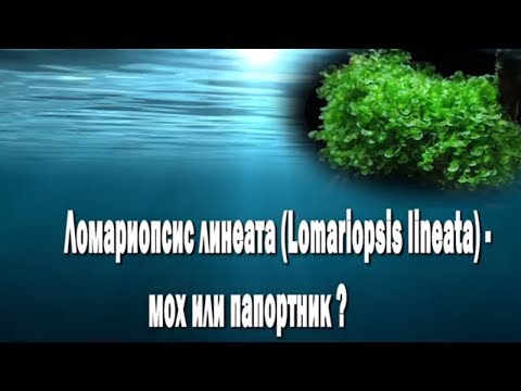 Ломариопсис линеата Lomariopsis lineata мох или папортник