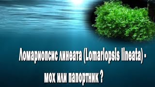 Ломариопсис линеата Lomariopsis lineata мох или папортник Ломариопсис линеата Lomariopsis lineata мох или папортник