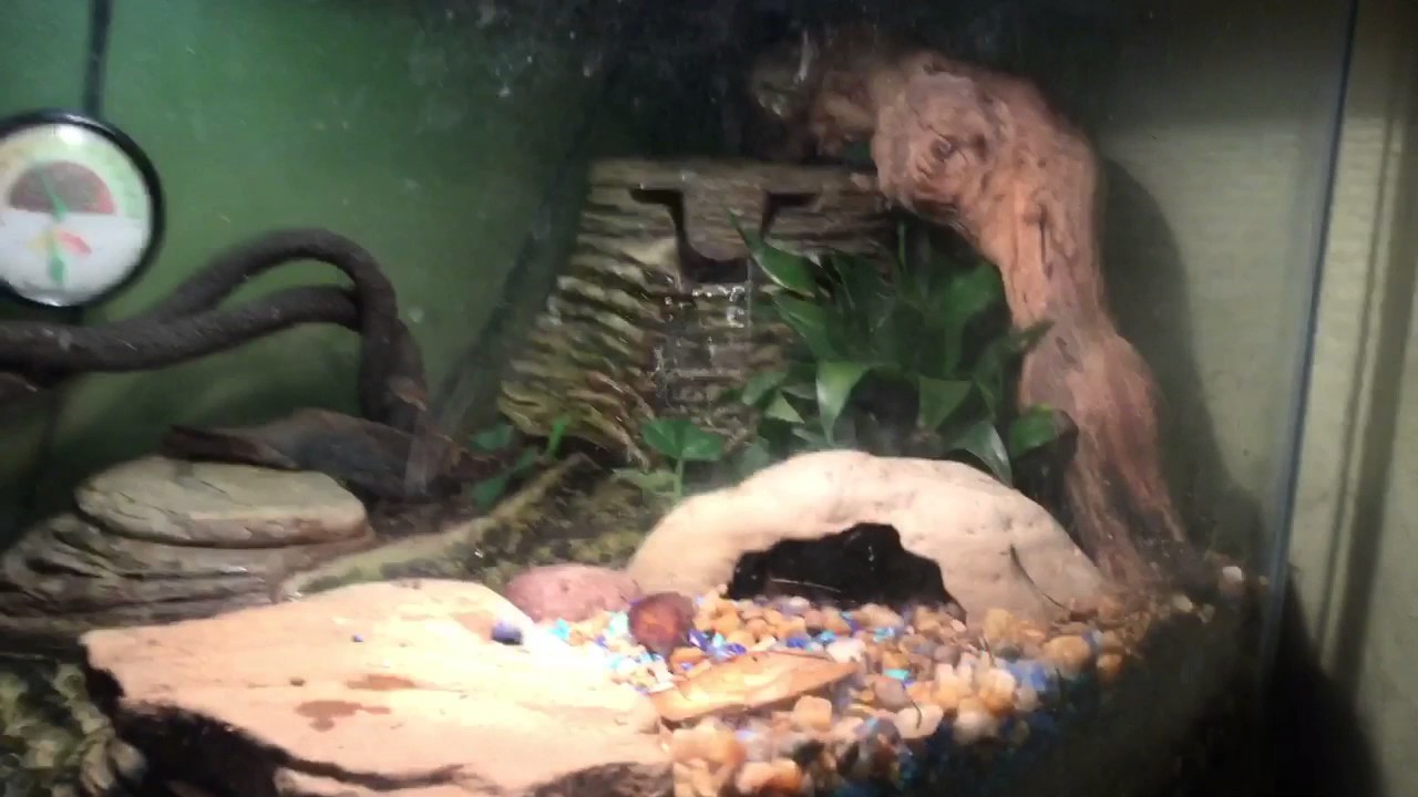 The Best Community Reptile Tank - YouTube