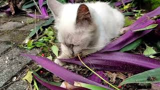 This is what happened to the mother white cat when she found a plant she liked