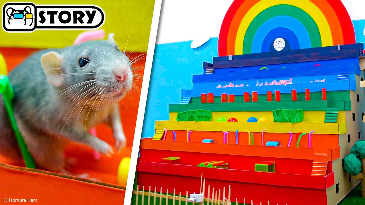 Радужный Лабиринт для крысы ️🌈 Радужная полоса препятствий ️🌈 Хомура ...