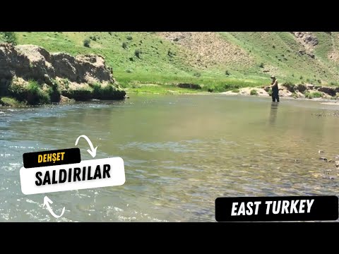 BALIK AVI -