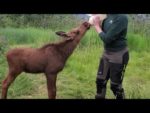 Orphaned Male Moose