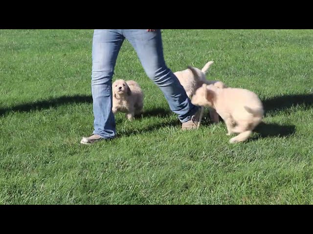Bubba video thumbnail