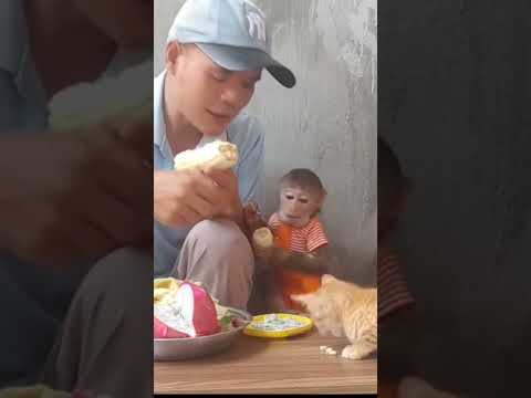 Lovely Monkey Cubin Monkey Funny Cute Animals Cuteanimals