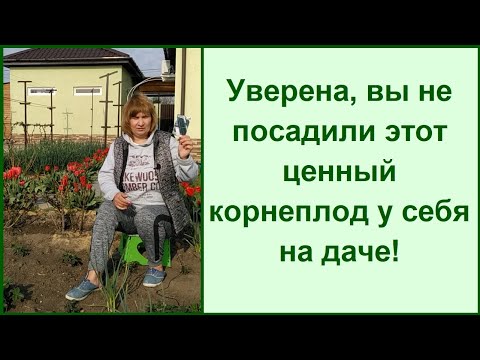 Видео: Корен от овес и скорцонера