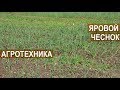 Яровой чеснок. Агротехника. Сузан В.Г., автор более 60 сортов лука и чеснока.