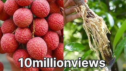 Simple Way to Grow Lychee Tree Fast by Air layering #Viralvideo #10millionviews 