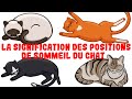 Ce que la position de votre chat pendant son sommeil révèle sur sa santé et sa personnalité