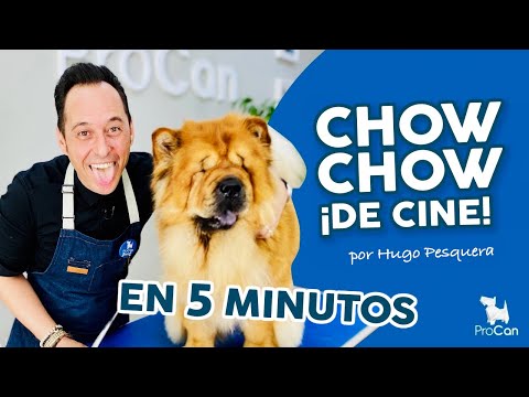 Vídeo: Como Cortar Chow Chow