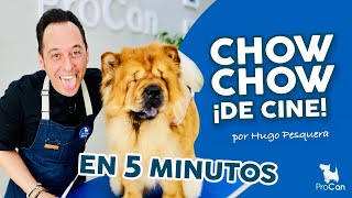 Cómo CORTAR EL PELO del PERFIL TRASERO en la raza de perro CHOW CHOW ✂🐕Curso de Peluquería Canina