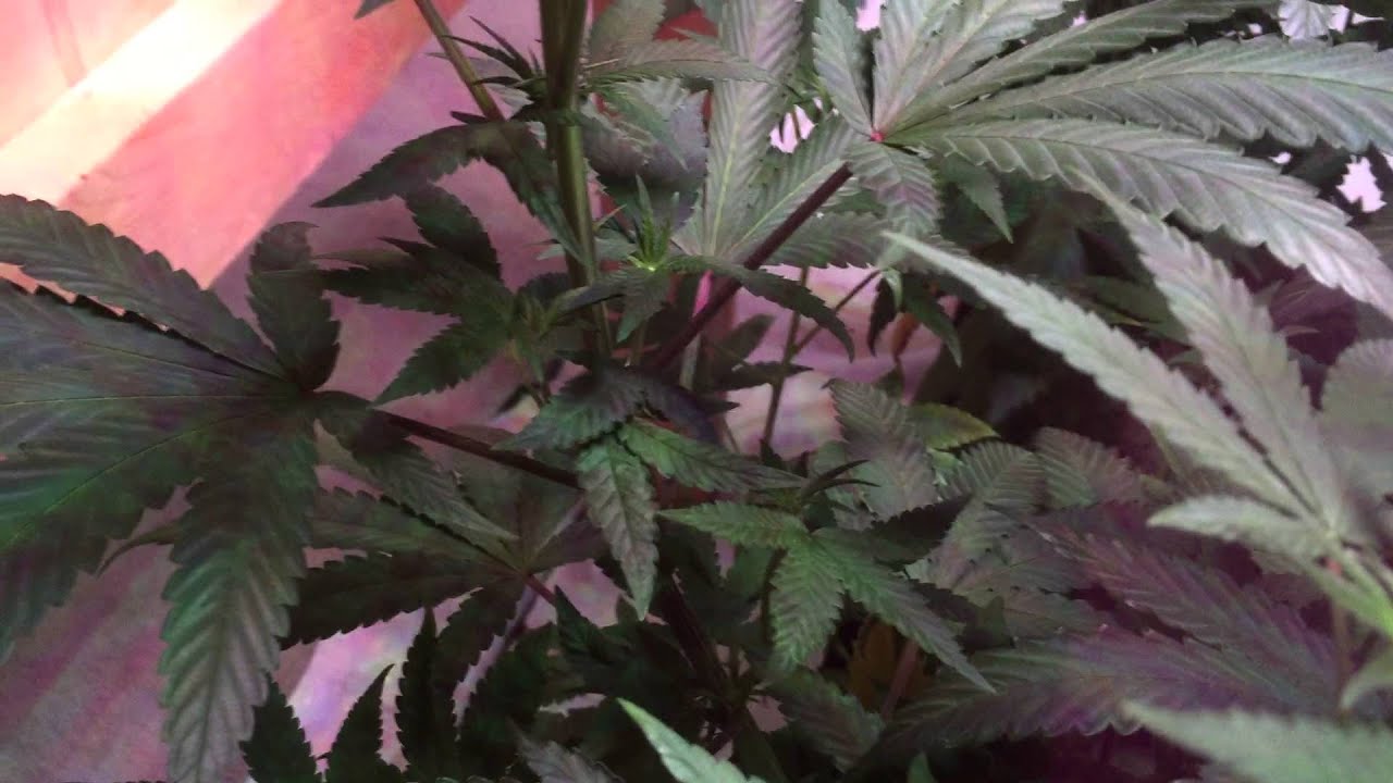 MED-MAN BRAND (silver surfer pheno hunt)