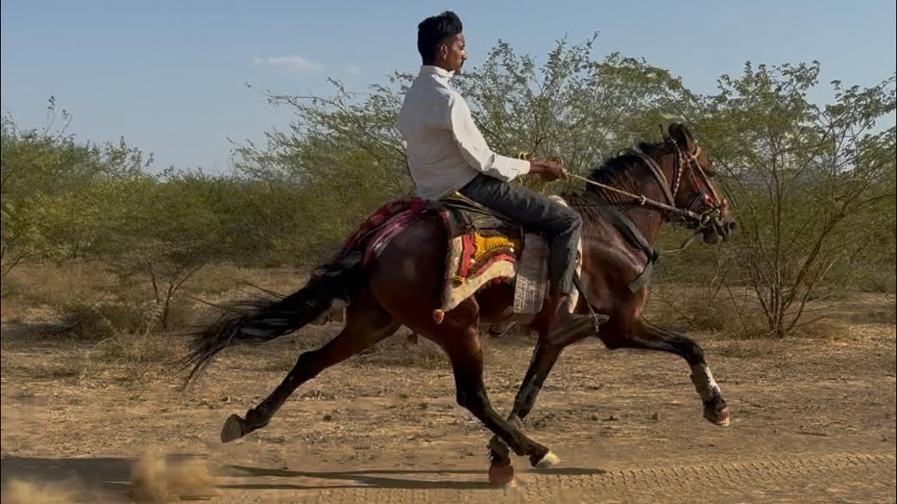 HAVAJ🦁 ✨️ FIRSE 1 BAR NAYE ANDAJ ME 👑