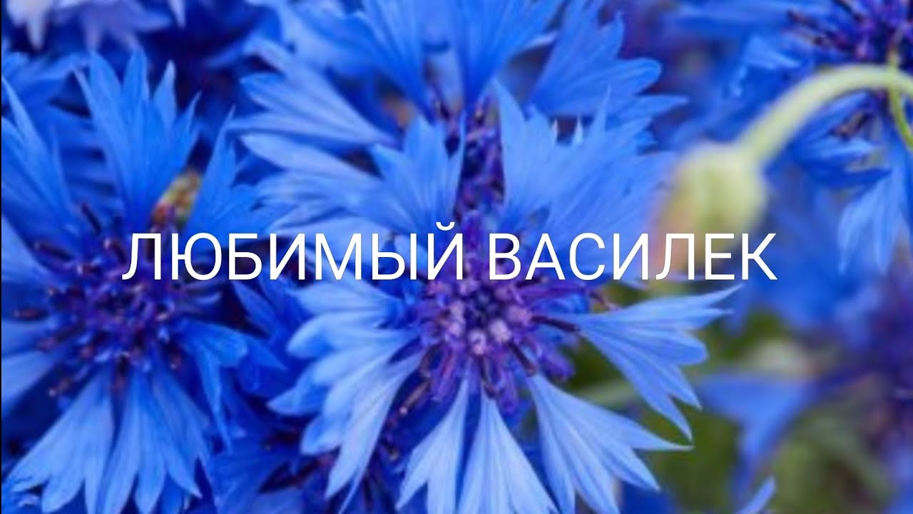 ЛЮБИМЫЙ ВАСИЛЕК СНОВА ПОРАДОВАЛ!!! 💥💥💥 - YouTube