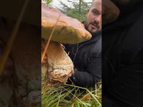Beautiful mushrooms from Eastern Europe #funghi #porcini #boletus #grzyby #гриби