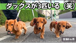 【ダックス子犬】３匹をお散歩に連れて行くと必ずコレ言われます(笑)Three dachshund puppies walking