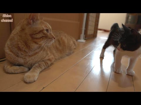 shion紫音 - YouTube