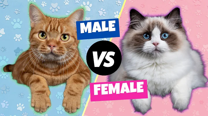 Male vs. Female Cats: The Differences - DayDayNews