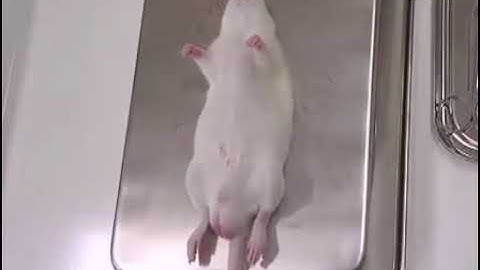 Isolation of macrophages from heterogeneous primary cultures of adult liver cells