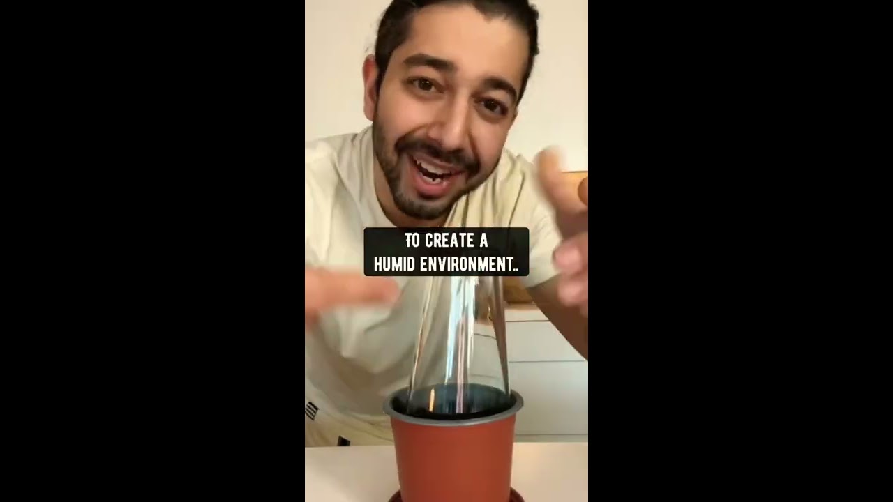 How To Grow Strawberries Creative Explained