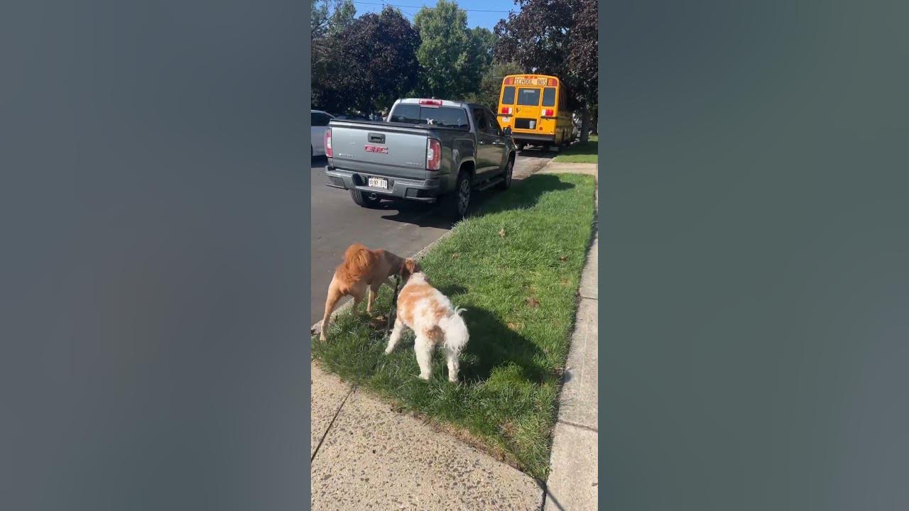 How to walk two dogs at once YouTube