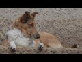 One day from dog's life - Smooth collies with Schapendoes の動画、YouTube動画。