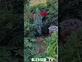 #music #reggae #amapianotv #nature #nostalgia #farming #afrohouse #calmdownchallenge